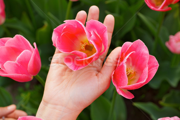 Fiore primavera mano estate verde tulipano Foto d'archivio © macsim