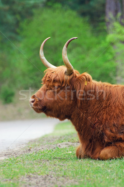 Highland Bull Stock photo © macsim