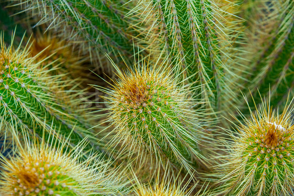Primo piano cactus foglia giardino deserto terra Foto d'archivio © macsim