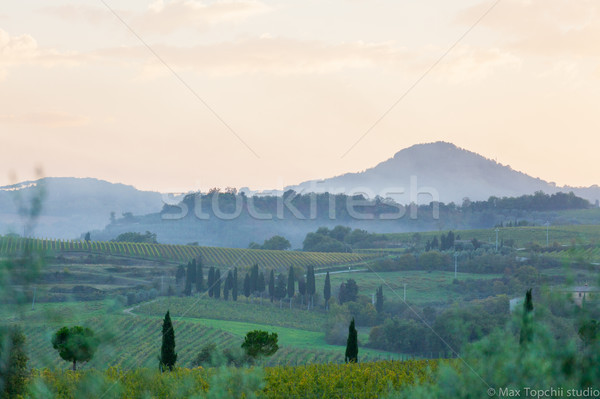 Imagine de stoc: Tuscan · peisaj · tipic · frumos · iarbă · schi