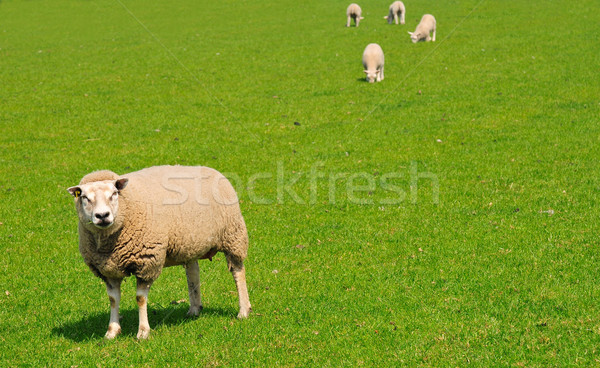 Stock fotó: Birka · zöld · legelő · Hollandia · fehér · húsvét