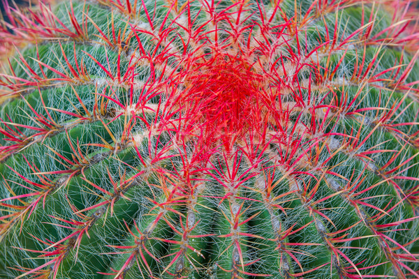 Primo piano cactus foglia giardino deserto terra Foto d'archivio © macsim