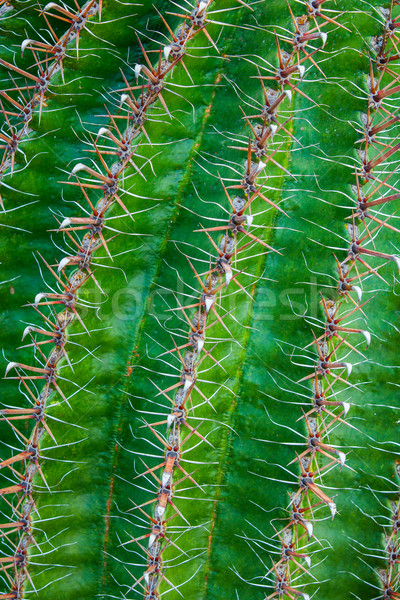 Close-up cactus Stock photo © macsim
