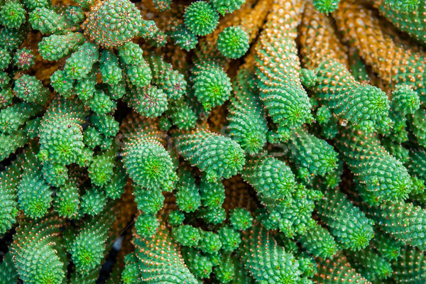 Close-up cactus Stock photo © macsim
