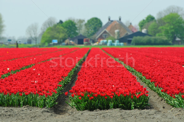 Dziedzinie tulipany wiosną ogród charakter tle Zdjęcia stock © macsim