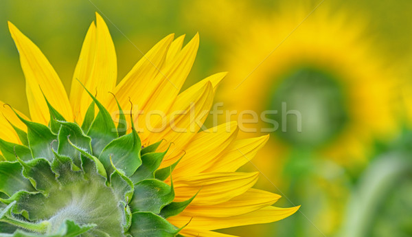 back side of sun flower Stock photo © mady70