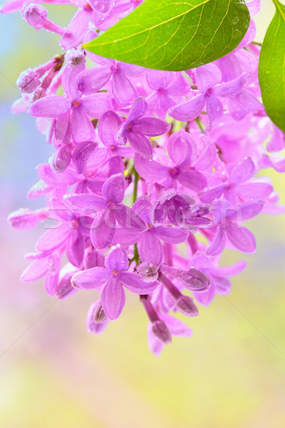 春 ライラック バイオレット 花 マクロ 画像 ストックフォト © mady70