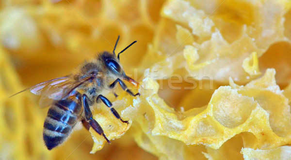 a bee on a honeycomb Stock photo © mady70