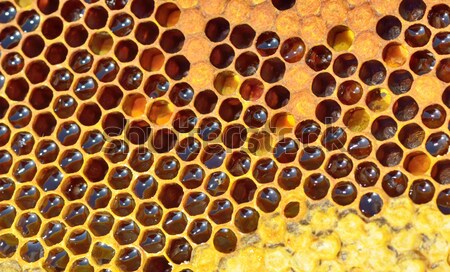 Méz méhsejt közelkép természet egészség háttér Stock fotó © mady70