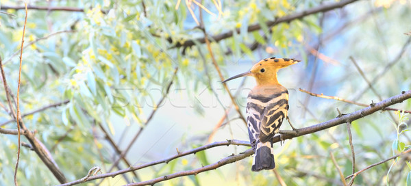 Eurasian Hoopoe Stock photo © mady70