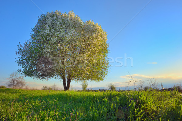 blooming tree spring Stock photo © mady70