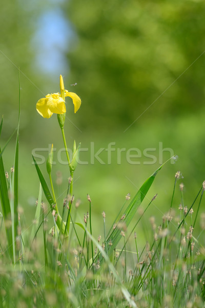 yellow flag blooming Stock photo © mady70