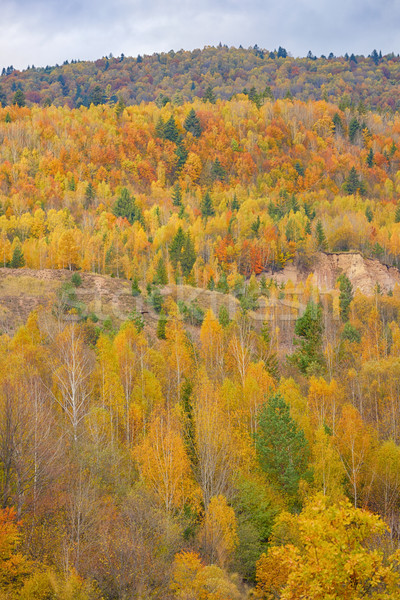 Herbstlich Natur farbenreich Blätter Rahmen Anlage Stock foto © mady70