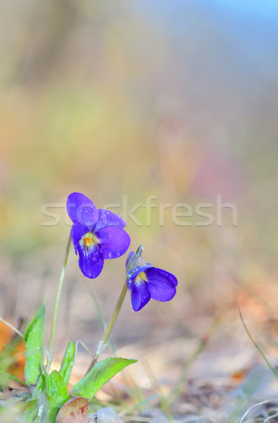 Stock photo: violets flowers (Viola odorata) of spring