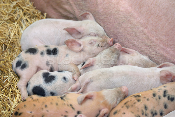 Giovani maialino sonno fieno farm industria Foto d'archivio © mady70
