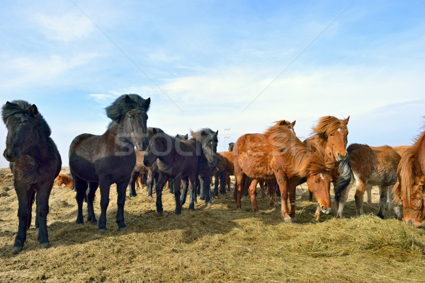 Cai câmp primăvară timp familie iarbă Imagine de stoc © mady70