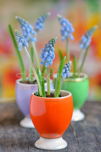 Muscari neglectum flowers Stock photo © mady70