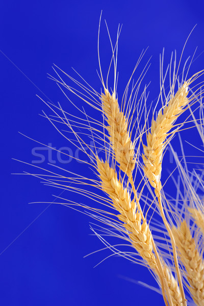 ears of wheat isolated Stock photo © mady70
