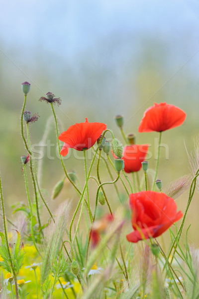 Field of bright red  poppy flowers  Stock photo © mady70