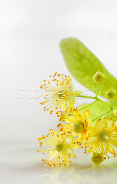 Hárs virágok fehér egészség tea megnyugtató Stock fotó © mady70