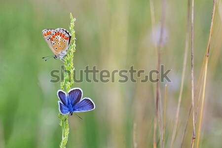 Common Blue (Polyomathus icarus) butterfly  Stock photo © mady70