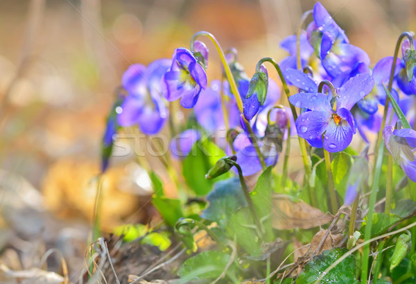 spring flowers Stock photo © mady70