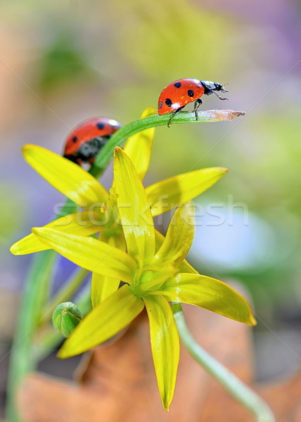 Rot Marienkäfer gelben Blüten isoliert Sommer Zeit Stock foto © mady70