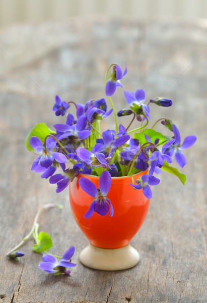 violets flowers (Viola odorata)  Stock photo © mady70