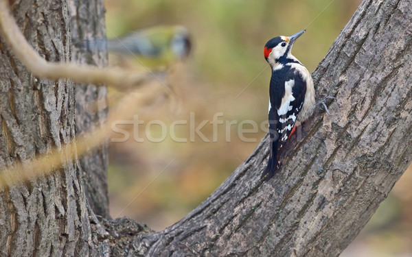 Male great spotted woodpecker (Dendrocopos major) Stock photo © mady70