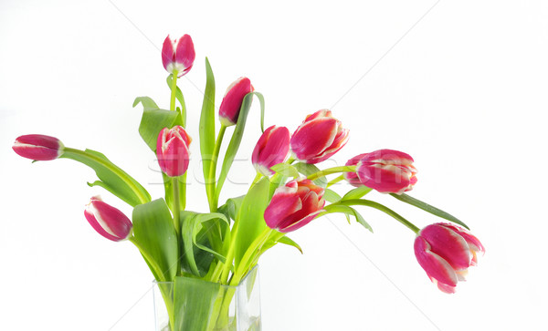 tulips in vase Stock photo © mady70