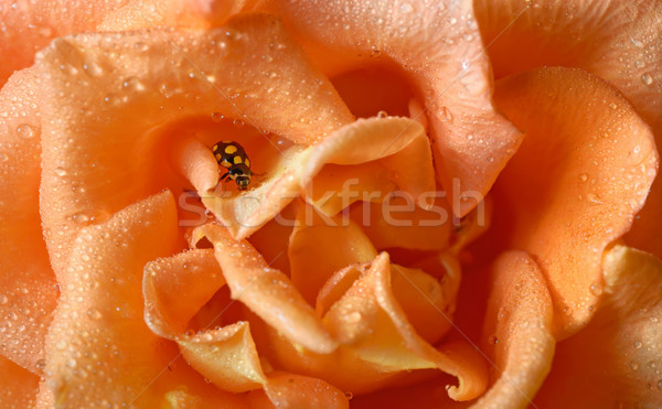 Közelkép citromsárga katicabogár vízcseppek levél kert Stock fotó © mady70