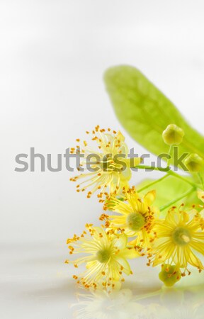 linden flowers Stock photo © mady70