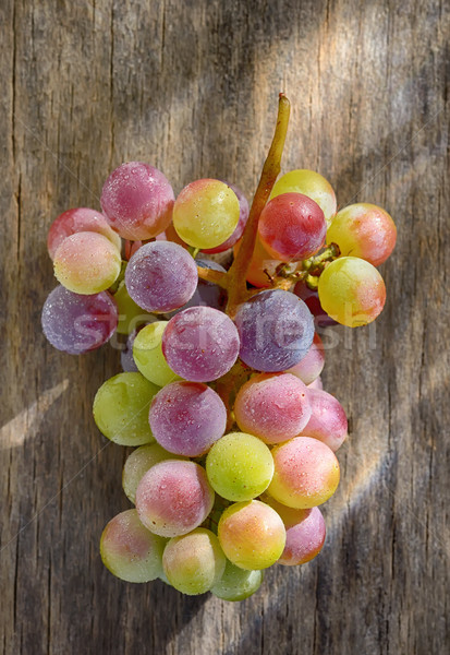 Bunch of unripe wine grapes Stock photo © mady70