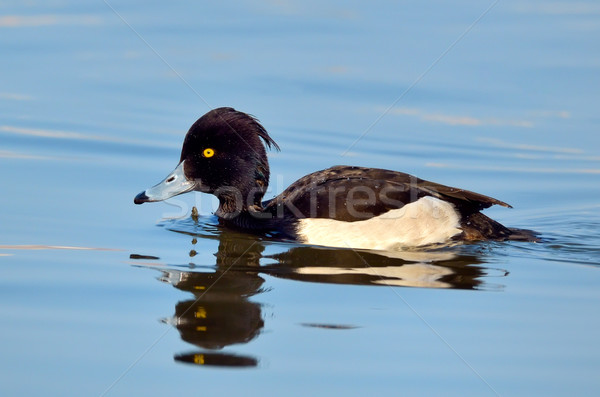 Tufted Duck Stock photo © mady70