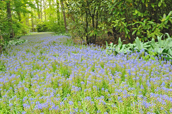 Kertek botanikus kert tavasz természet tulipán parfüm Stock fotó © mady70