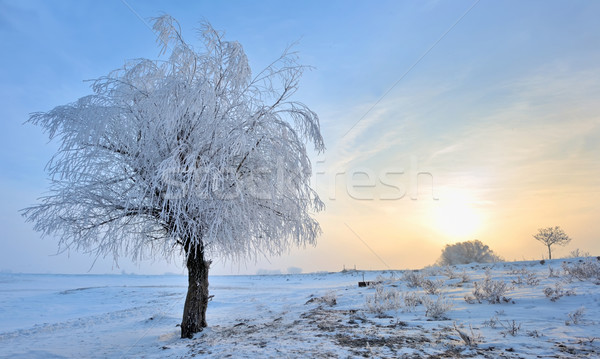 Inverno panorama congelato alberi mattina tempo Foto d'archivio © mady70