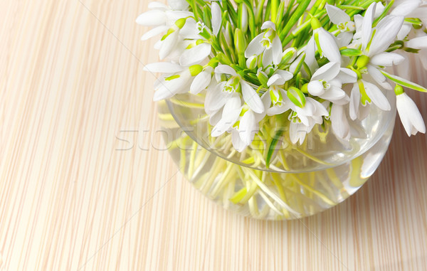 Snowdrops in a vase Stock photo © mady70