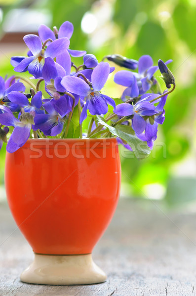 violets flowers (Viola odorata)  Stock photo © mady70