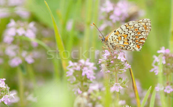 Stock foto: Schmetterling · Ernährung · Blume · Frühling · Natur · Tiger