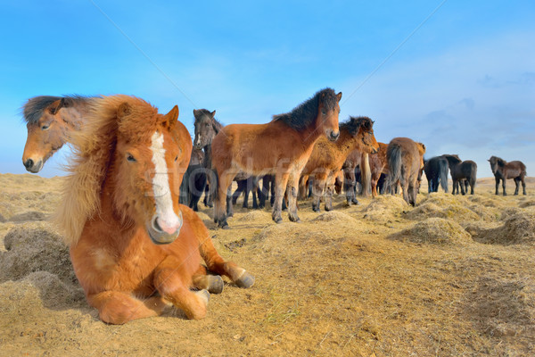 Icelandic horses Stock photo © mady70