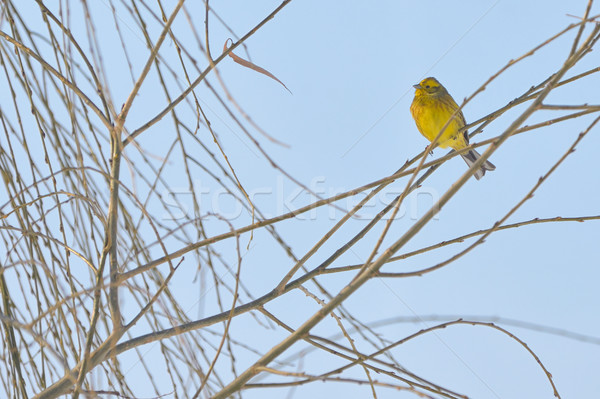 Yellow Warbler (female) Stock photo © mady70