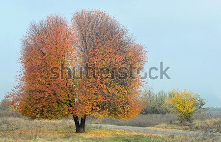 Solitary Single Tree Stock photo © mady70