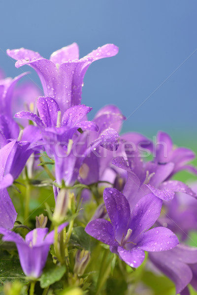 Stock photo: Campanula muralis  flowers