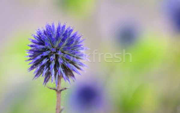 Globe Thistle flowers Stock photo © mady70