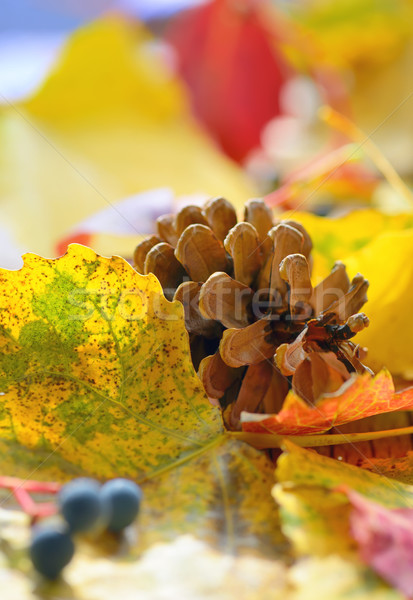 Yellow leaves and pine cone Stock photo © mady70