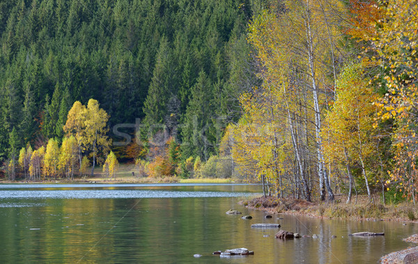 [[stock_photo]]: Automne · jaune · feuillage · lac · saint · ciel