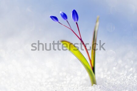 Foto stock: Flores · de · primavera · cubierto · nieve · hierba · luz · hoja