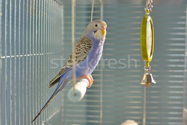 Indigo Budgerigar parrot Stock photo © mady70