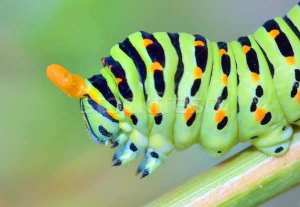 papilio machaon caterpillar Stock photo © mady70