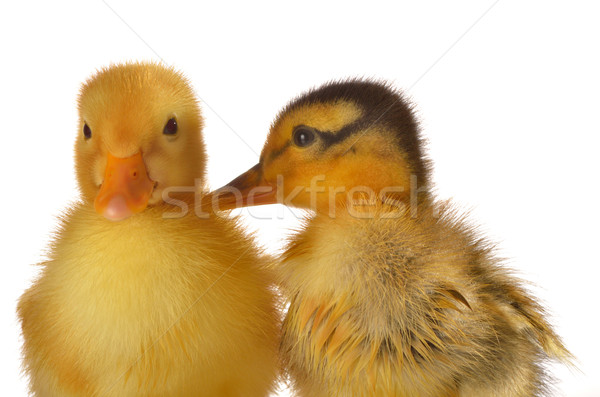 two ducklings Stock photo © mady70